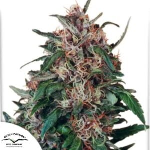 Hollands Hope - Dutch Passion Produktbild