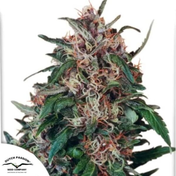 Hollands Hope - Dutch Passion Produktbild