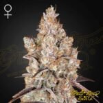 Holy Snow - Green House Seeds kaufen