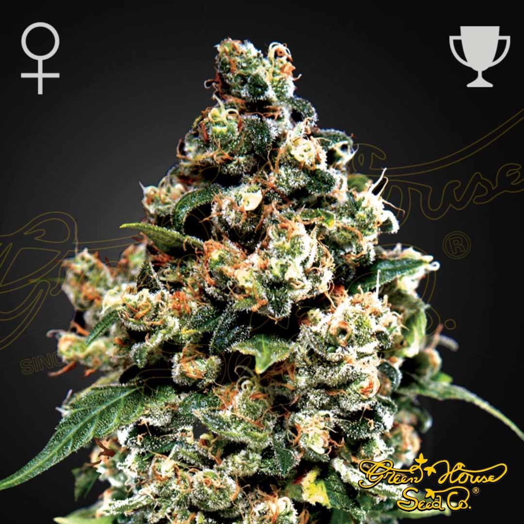 Jack Herer - Green House Seeds kaufen