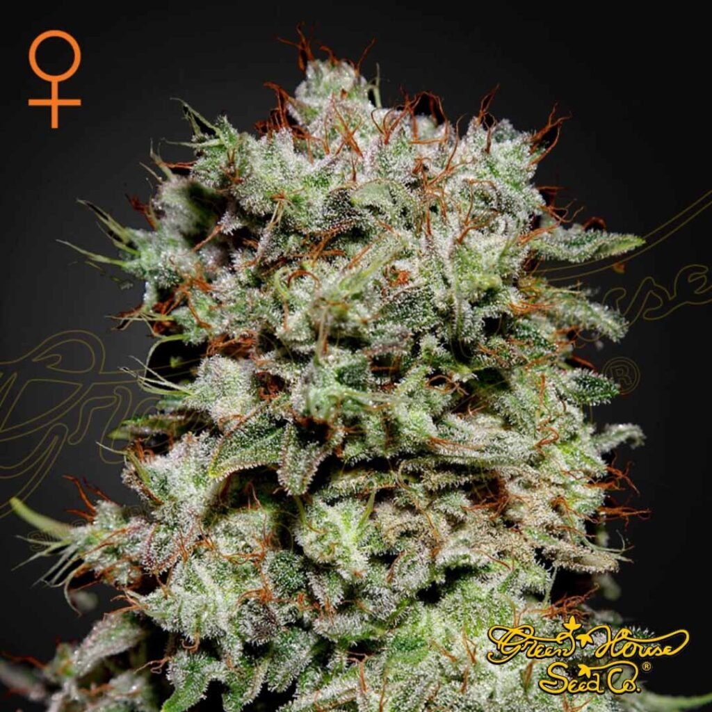Kalashnikova - Green House Seeds kaufen