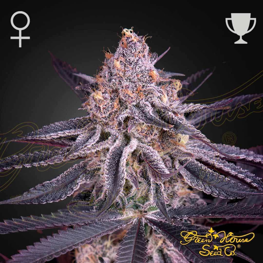 King's Juice - Green House Seeds kaufen