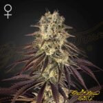 Kong's Krush - Green House Seeds kaufen