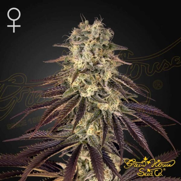 Kong's Krush - Green House Seeds kaufen