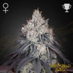 Lemon Orange - Green House Seeds kaufen