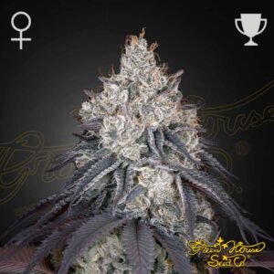 Lemon Orange - Green House Seeds kaufen