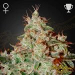 Lemon Skunk - Green House Seeds kaufen
