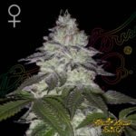 Milky Dreams - Green House Seeds kaufen