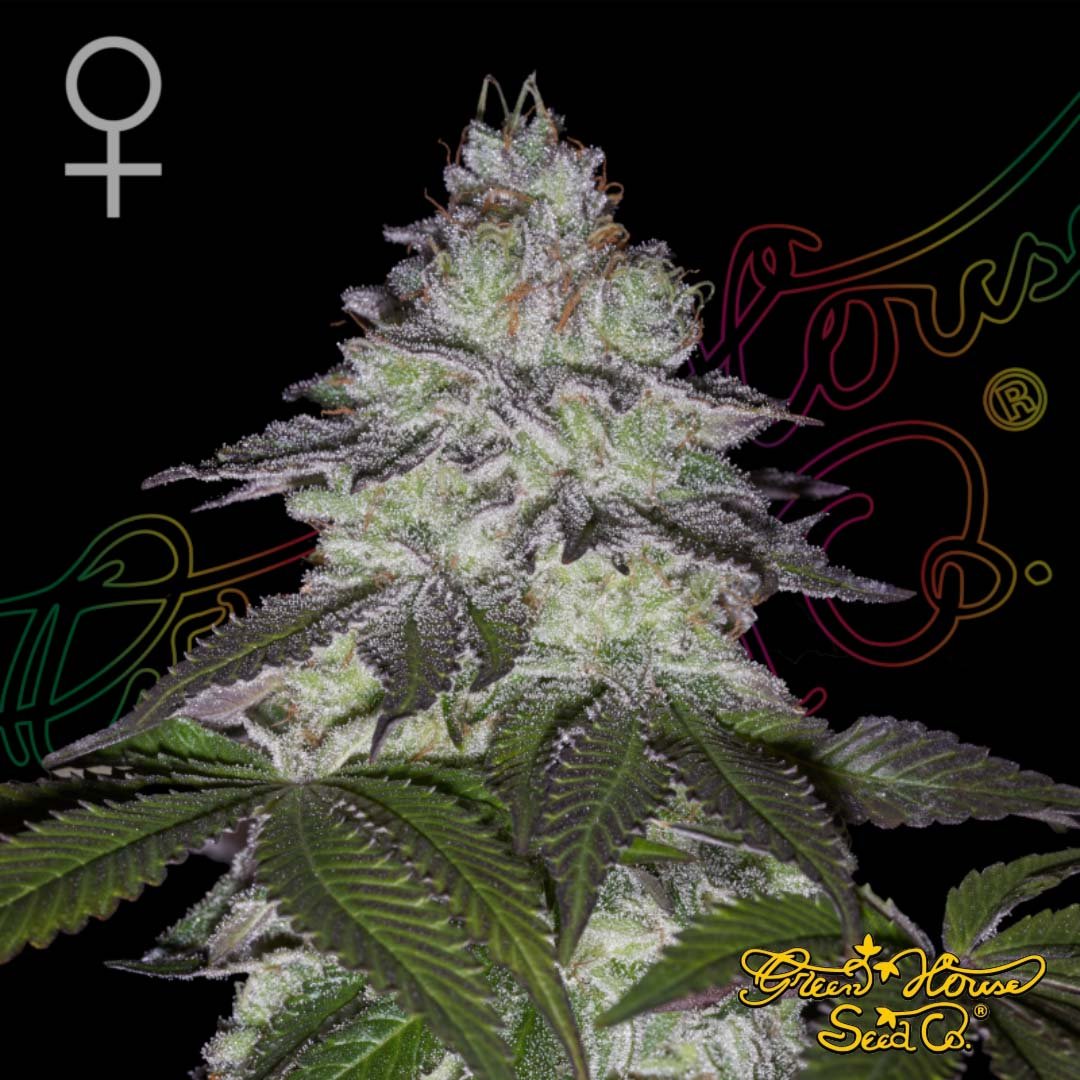 Milky Dreams - Green House Seeds kaufen