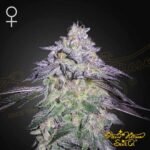 Nori Cake - Green House Seeds kaufen