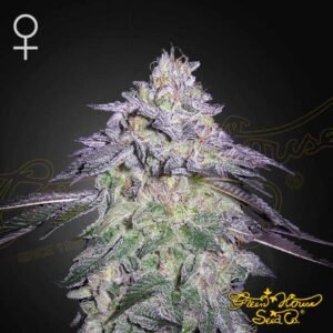 Nori Cake - Green House Seeds kaufen