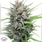 Passion #1 - Dutch Passion Produktbild