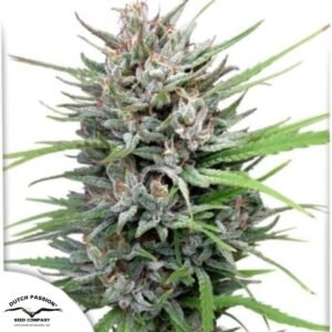 Passion #1 - Dutch Passion Produktbild