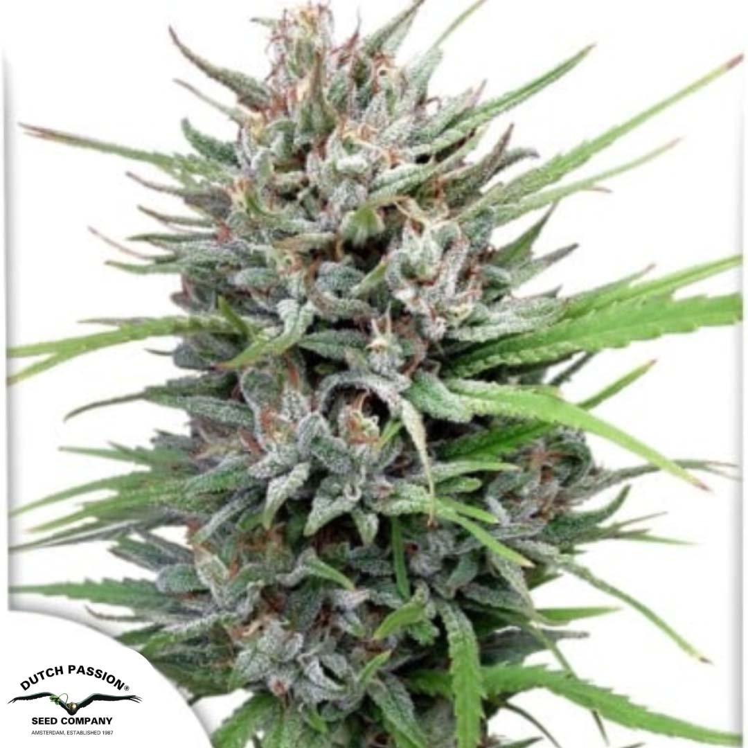 Passion #1 - Dutch Passion Produktbild