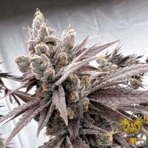 Shot Caller - Solfire Gardens kaufen