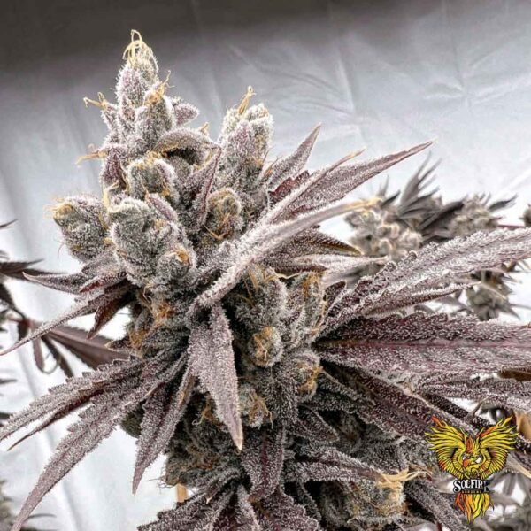 Shot Caller - Solfire Gardens kaufen