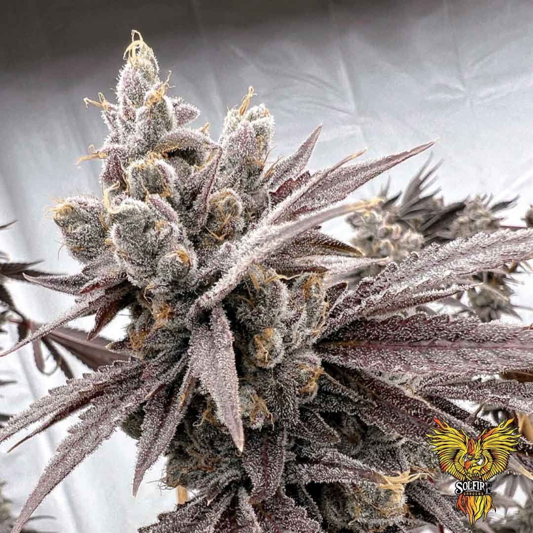 Shot Caller - Solfire Gardens kaufen