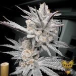 Trich Beast - Solfire Gardens kaufen