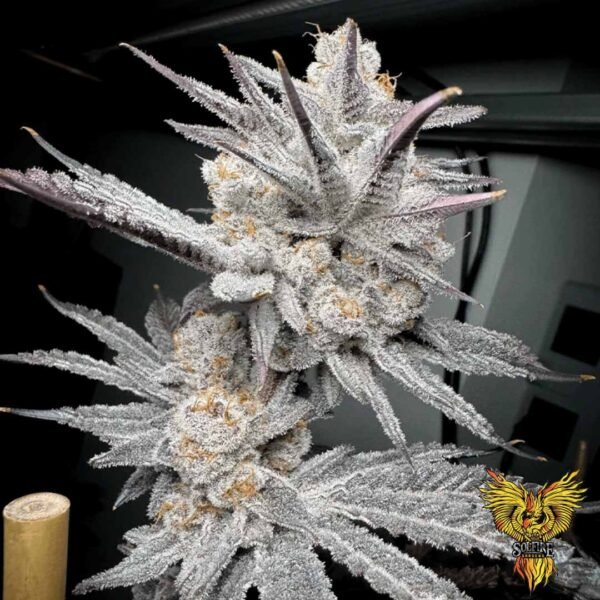 Trich Beast - Solfire Gardens kaufen