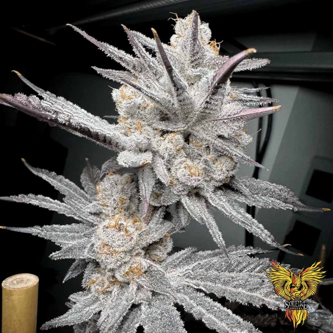 Trich Beast - Solfire Gardens kaufen
