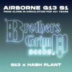 Airborne-G13-S1 - Brothers Grimm Seeds kaufen - Produktbild