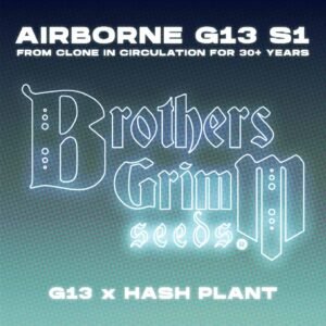 Airborne-G13-S1 - Brothers Grimm Seeds kaufen - Produktbild