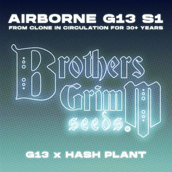 Airborne-G13-S1 - Brothers Grimm Seeds kaufen - Produktbild