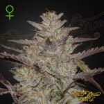 AlienZ Auto - Green House Seeds kaufen - Produktbild