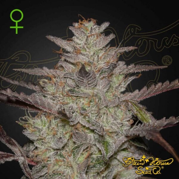 AlienZ Auto - Green House Seeds kaufen - Produktbild AlienZ Auto - Green House Seeds kaufen - Produktbild