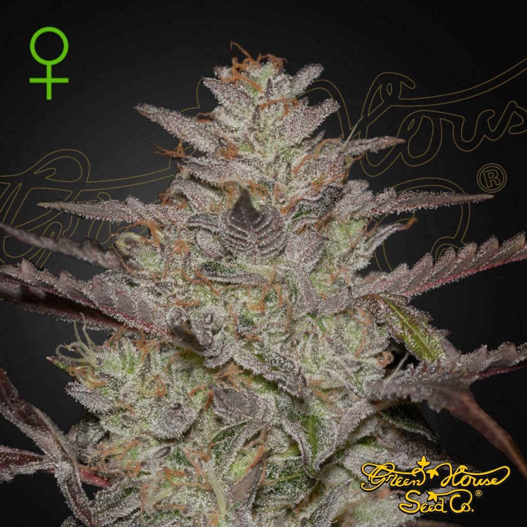 AlienZ Auto - Green House Seeds kaufen - Produktbild