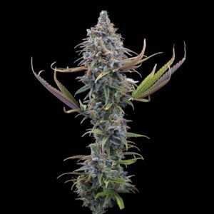Apollo - Brothers Grimm Seeds kaufen - Produktbild 2