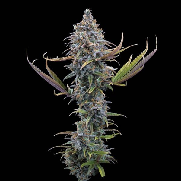Apollo - Brothers Grimm Seeds kaufen - Produktbild 2