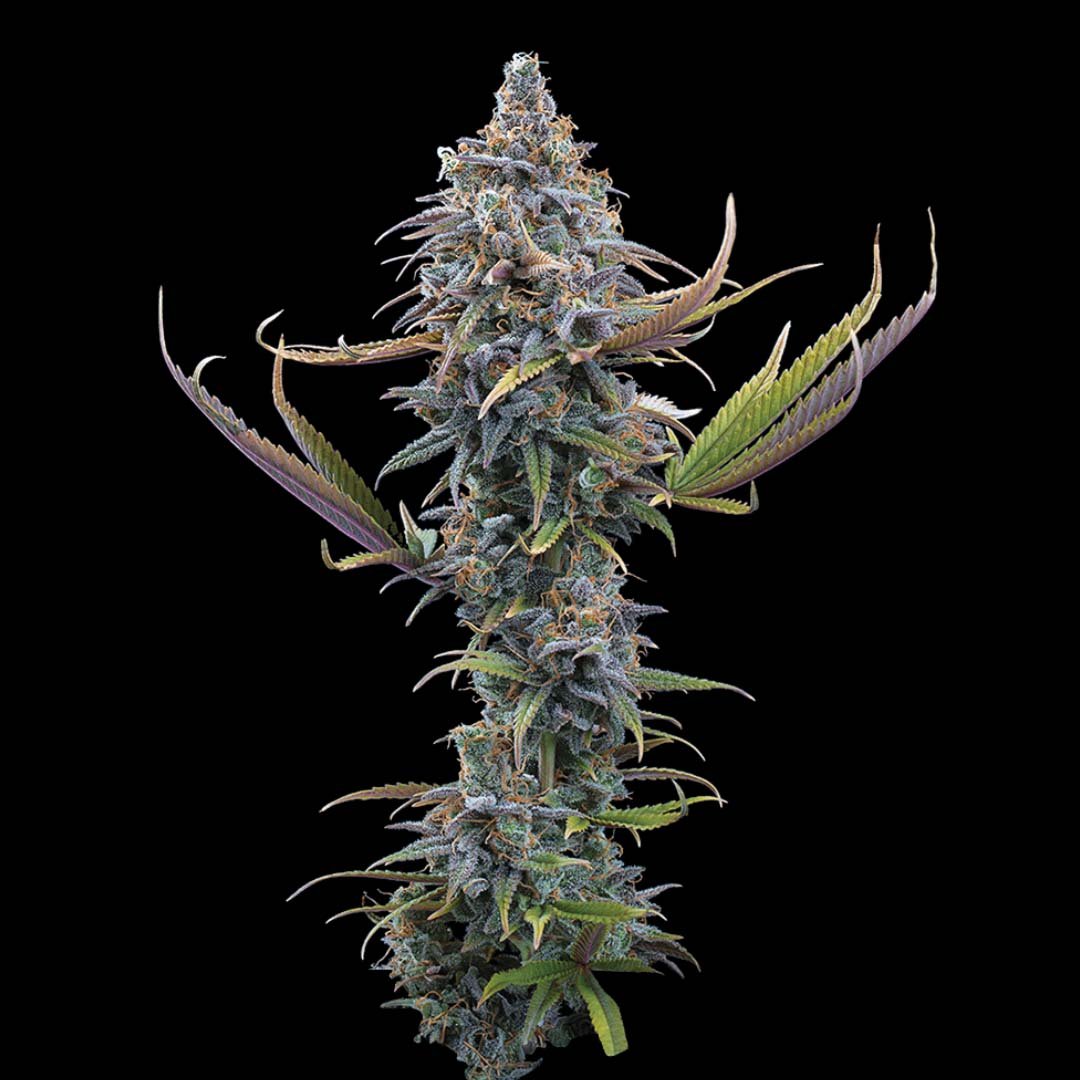 Apollo - Brothers Grimm Seeds kaufen - Produktbild 2