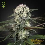 Auto-Bomb - Green House Seeds kaufen - Produktbild
