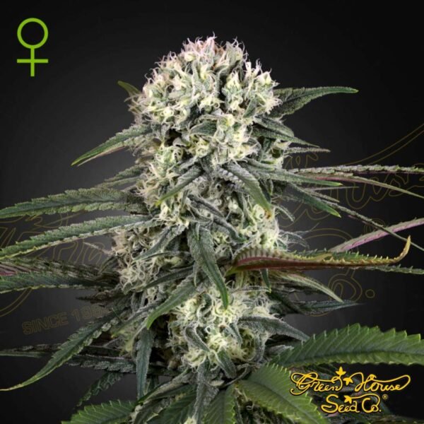 Auto-Bomb - Green House Seeds kaufen - Produktbild