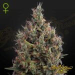 Big Bang Auto - Green House Seeds kaufen - Produktbild