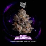 Black Orchard - Wizard Trees Cannabis Samen kaufen