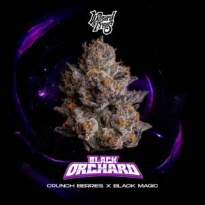 Black Orchard - Wizard Trees Cannabis Samen kaufen