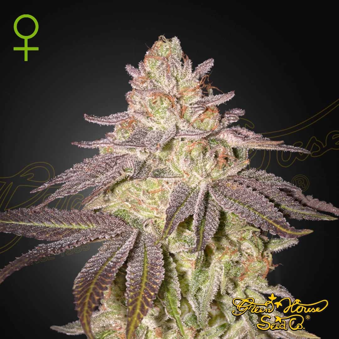 Black Toffee Auto - Green House Seeds kaufen - Produktbild