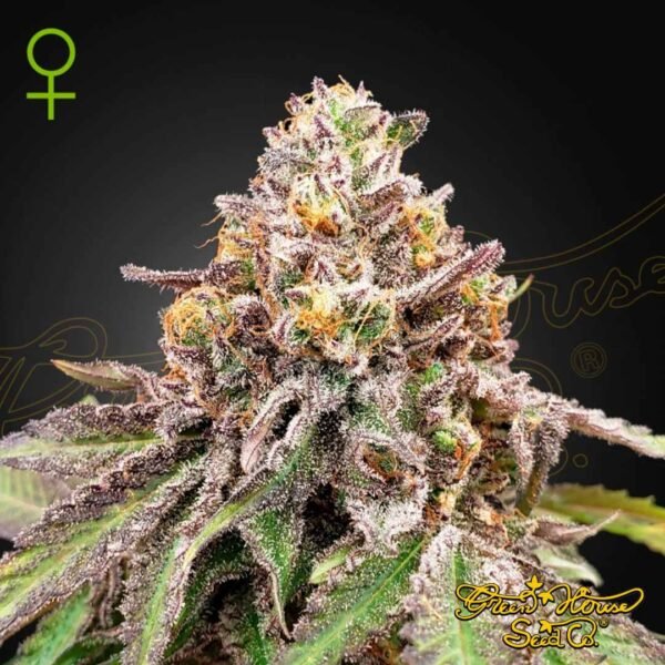Blue Haze x Gelato 41 Auto - Green House Seeds kaufen - Produktbild