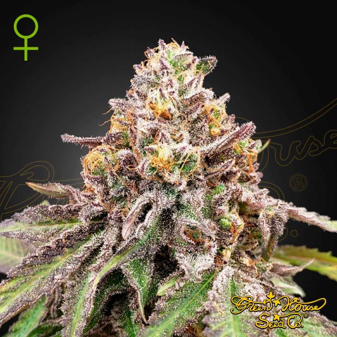 Blue Haze x Gelato 41 Auto - Green House Seeds kaufen - Produktbild
