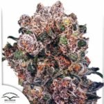 Blueberry - Dutch Passion Cannabissamen kaufen