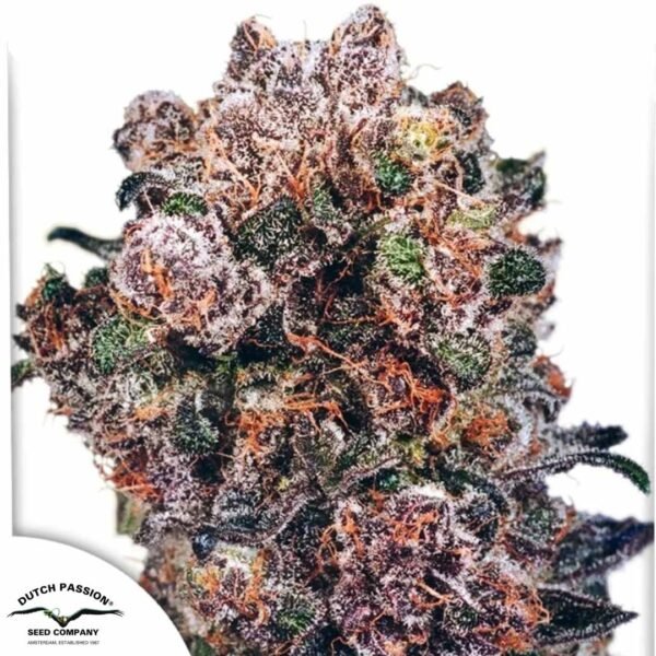 Blueberry - Dutch Passion Cannabissamen kaufen
