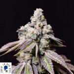 Blueberry Fudge - Lovin In Her Eyes Cannabis Samen kaufen Produktlogo