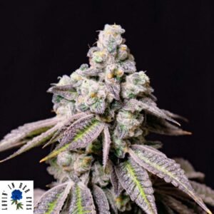 Blueberry Fudge - Lovin In Her Eyes Cannabis Samen kaufen Produktlogo