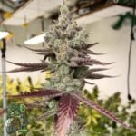 Bluenana - In House Genetics Cannabis Samen kaufen