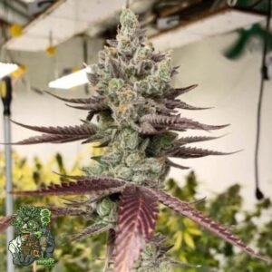 Bluenana - In House Genetics Cannabis Samen kaufen