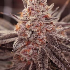 Boardwalk Bubba - Lovin In Her Eyes Cannabis Samen kaufen Produktbild 2