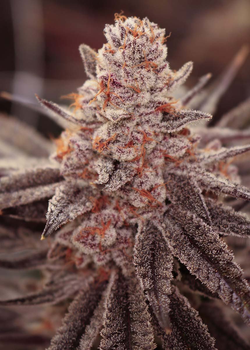 Boardwalk Bubba - Lovin In Her Eyes Cannabis Samen kaufen Produktbild 2