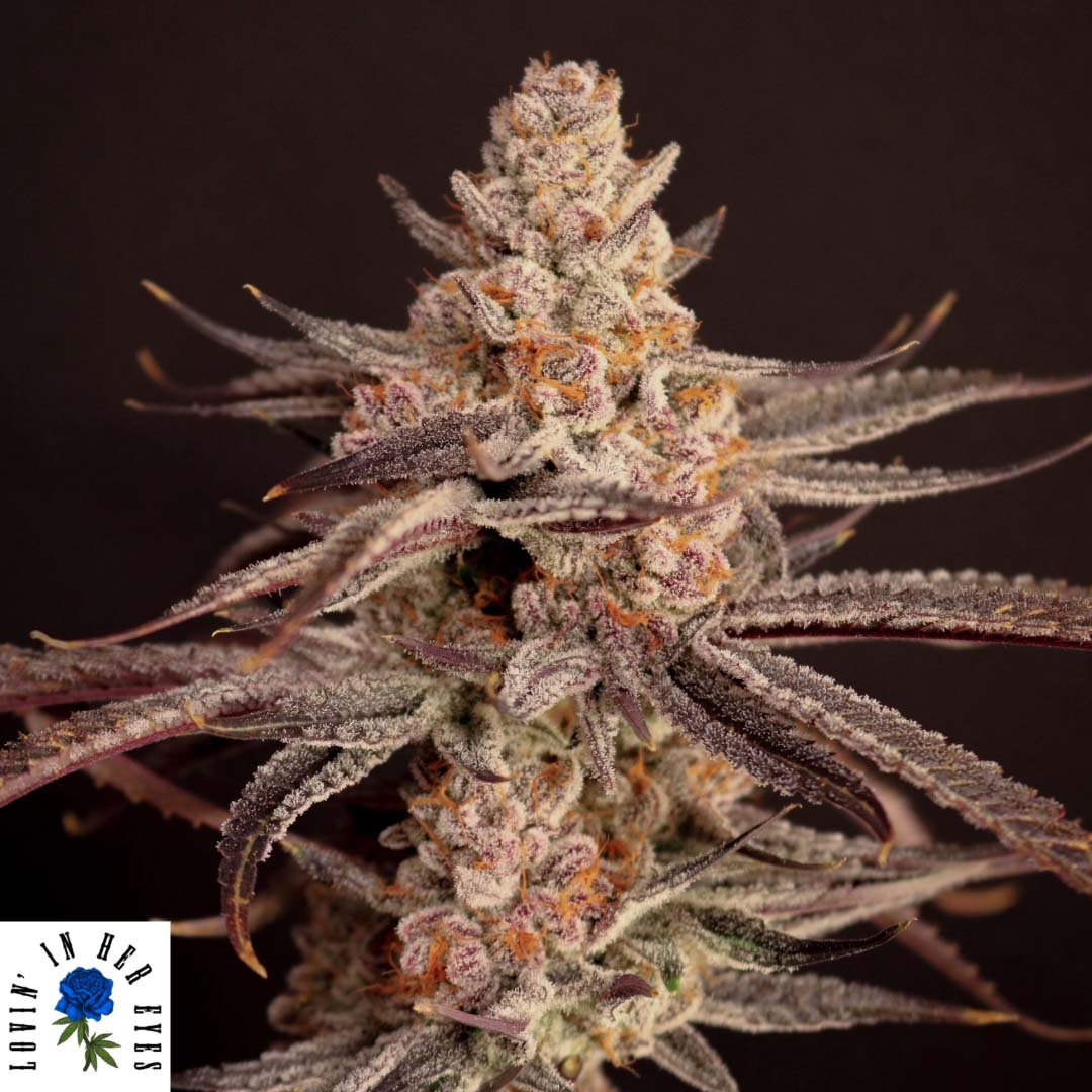 Boardwalk Bubba - Lovin In Her Eyes Cannabis Samen kaufen Produktlogo